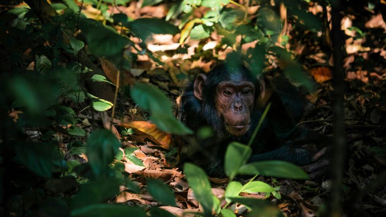 La caminata con chhimpancés es una de las cosas que ver en Uganda.
