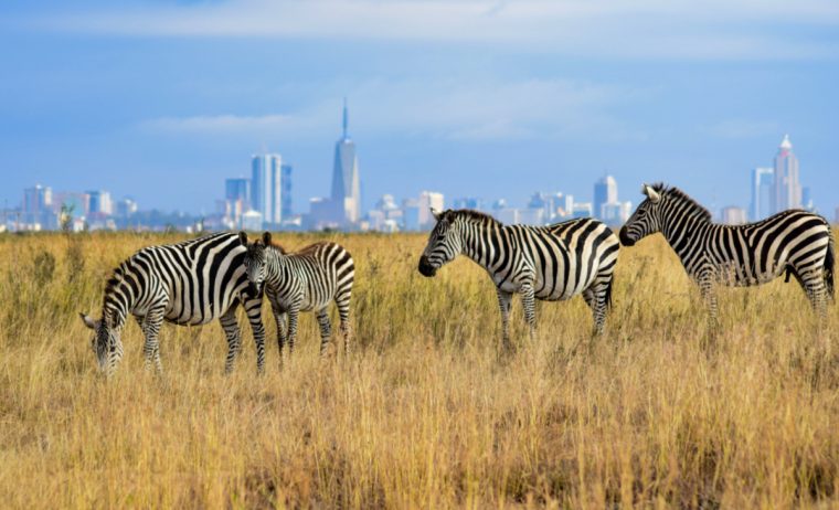 Parque Nacional de Nairobi con edificios de fondo