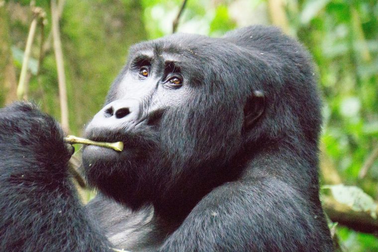 Foto de gorilas en Biwindi, tras hacer un trekking de gorilas en Uganda