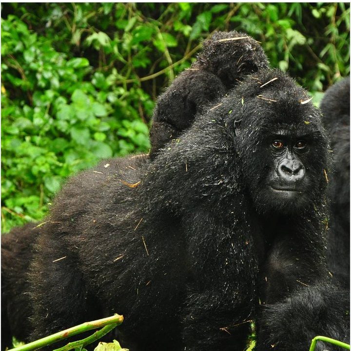Gorilas en libertad en el Parque Nacional Virunga