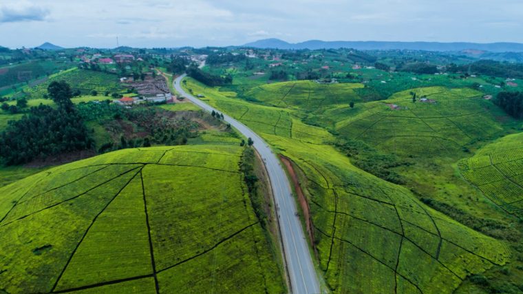 Fort Portal y sus plantaciones de te son una de las cosas que ver en Uganda.